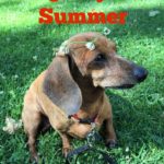 dog days of summer